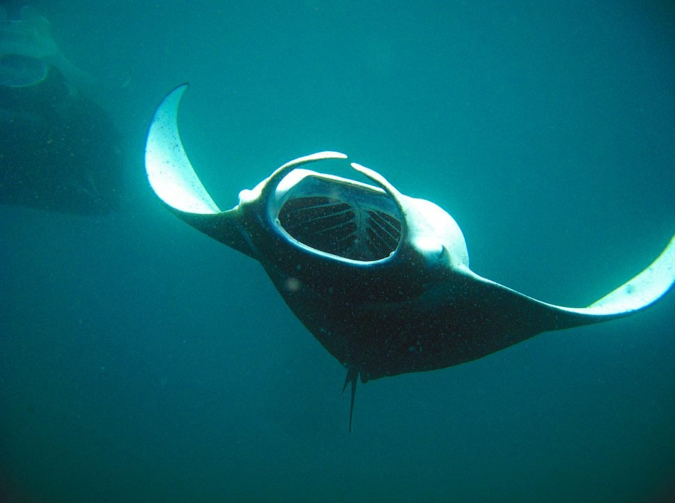 A reef manta ray in the Maldives